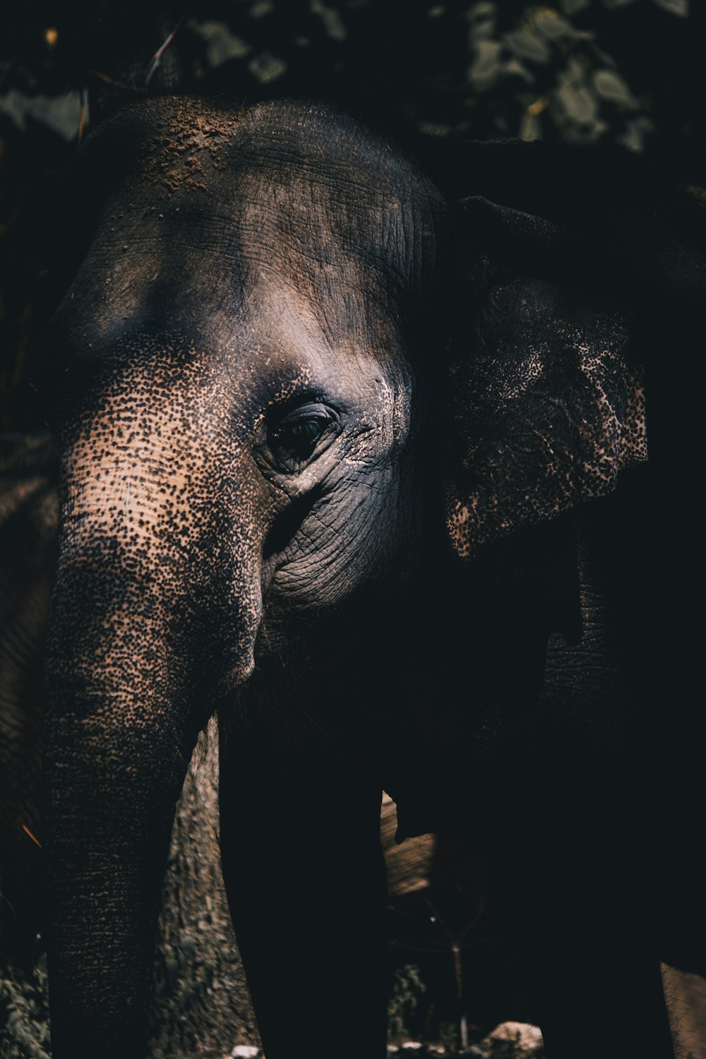 a close up of an elephant's face and trunk