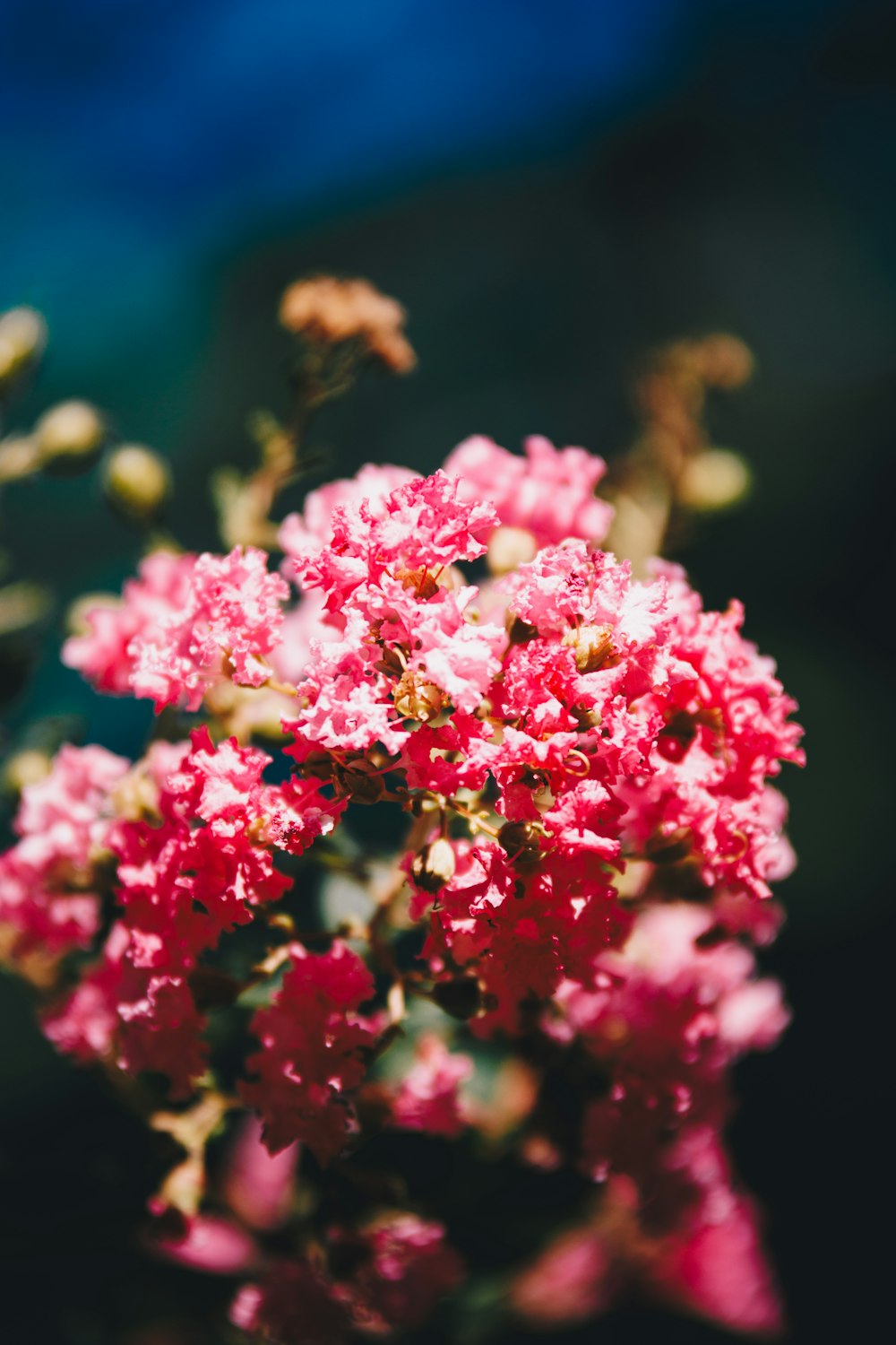 a close up of a small pink flower