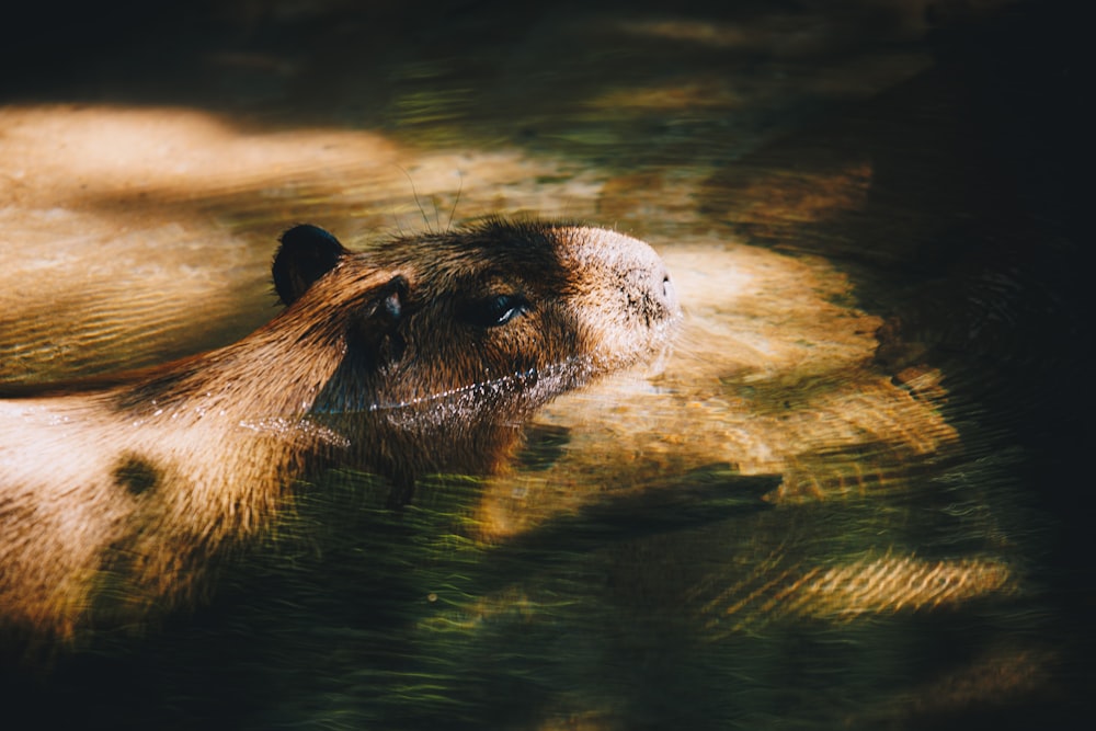 a close up of a animal in a body of water