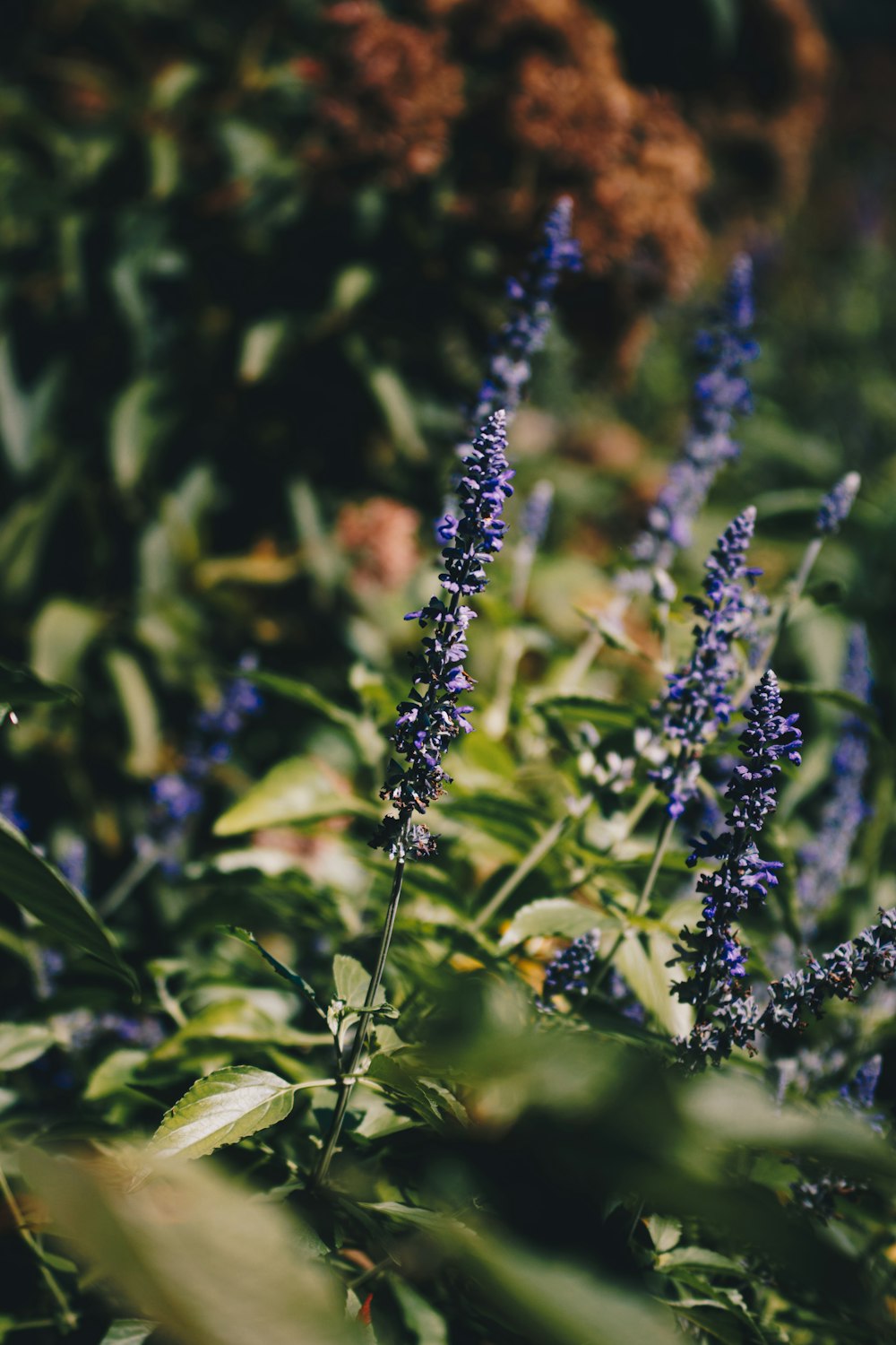 a bunch of flowers that are in the grass