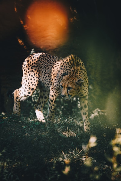 cheetah in the grass at dusk