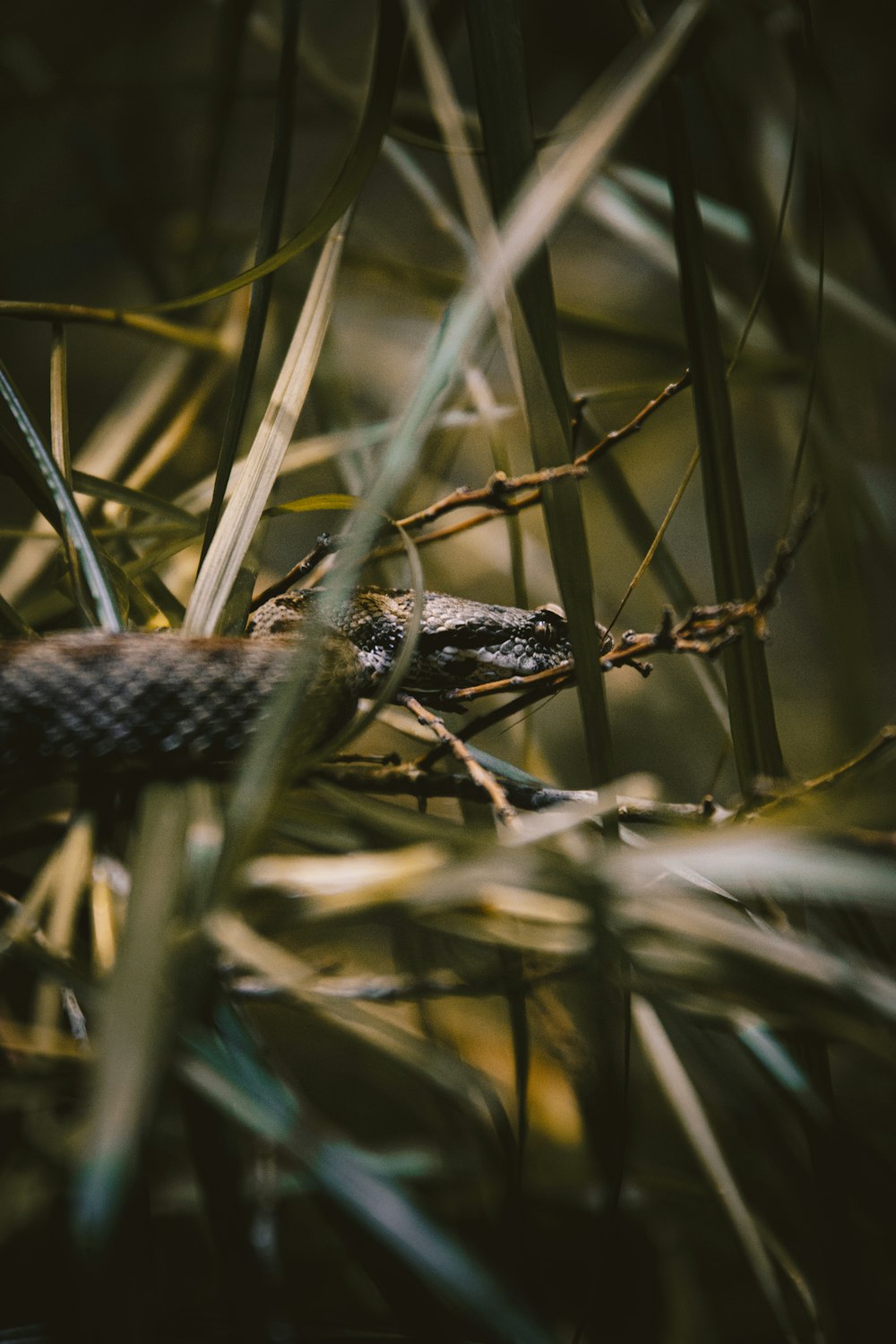 a snake that is sitting in the grass