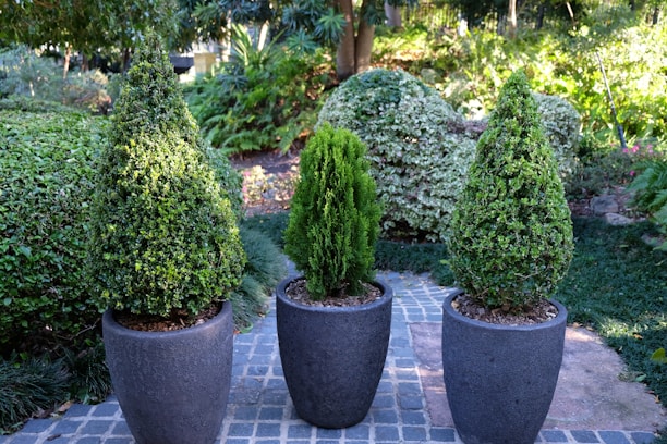 Three potted coniferous shrubs are neatly arranged in a garden. The plants are placed in dark grey, tall pots set on a cobblestone pathway. Lush green foliage and various types of plants provide a verdant background, indicating a well-maintained and serene garden.