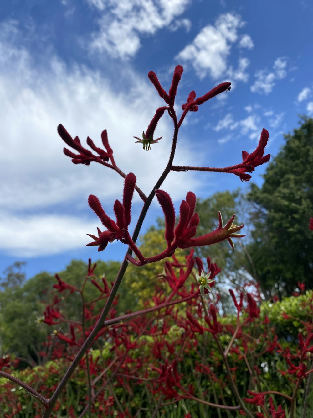 a close up of a plant with red flowers