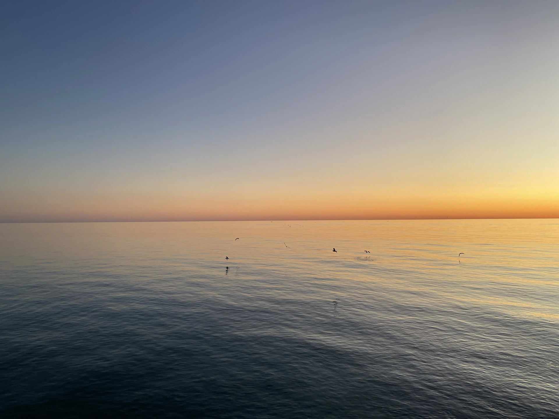 A panoramic view of a calm sea at sunset with gentle waves and silhouettes of flying seabirds against a soft orange sky.