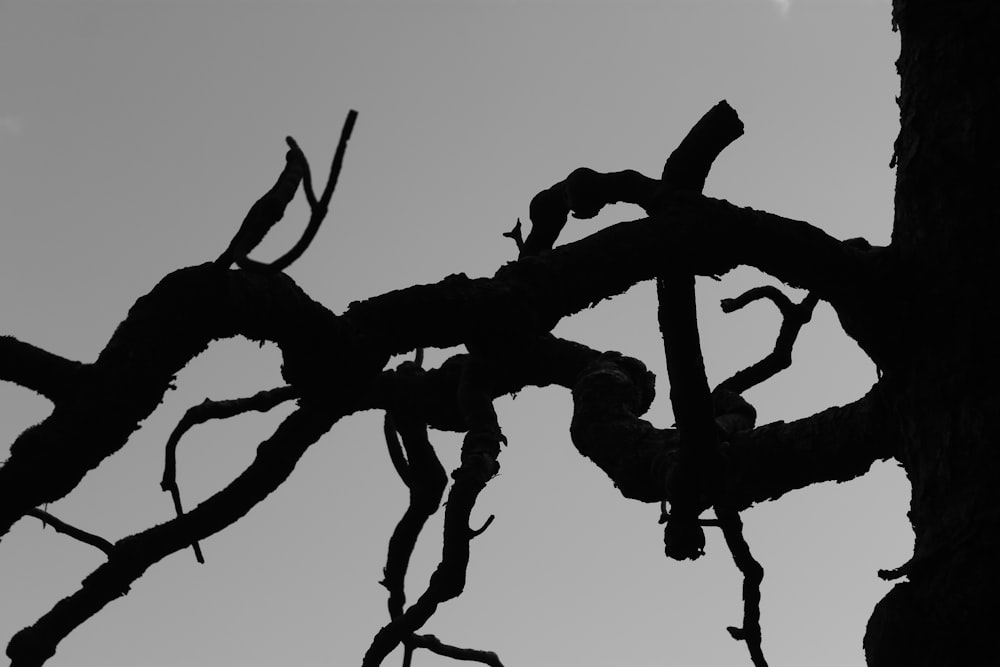 a black and white photo of a tree branch