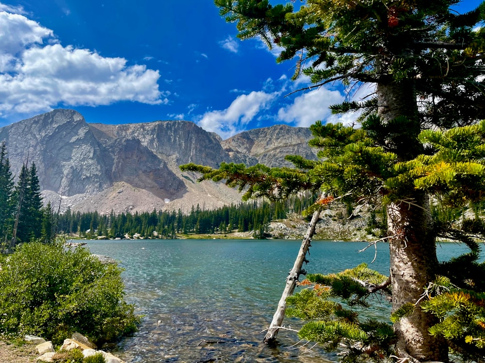 a view of a mountain lake with a tree in the foreground