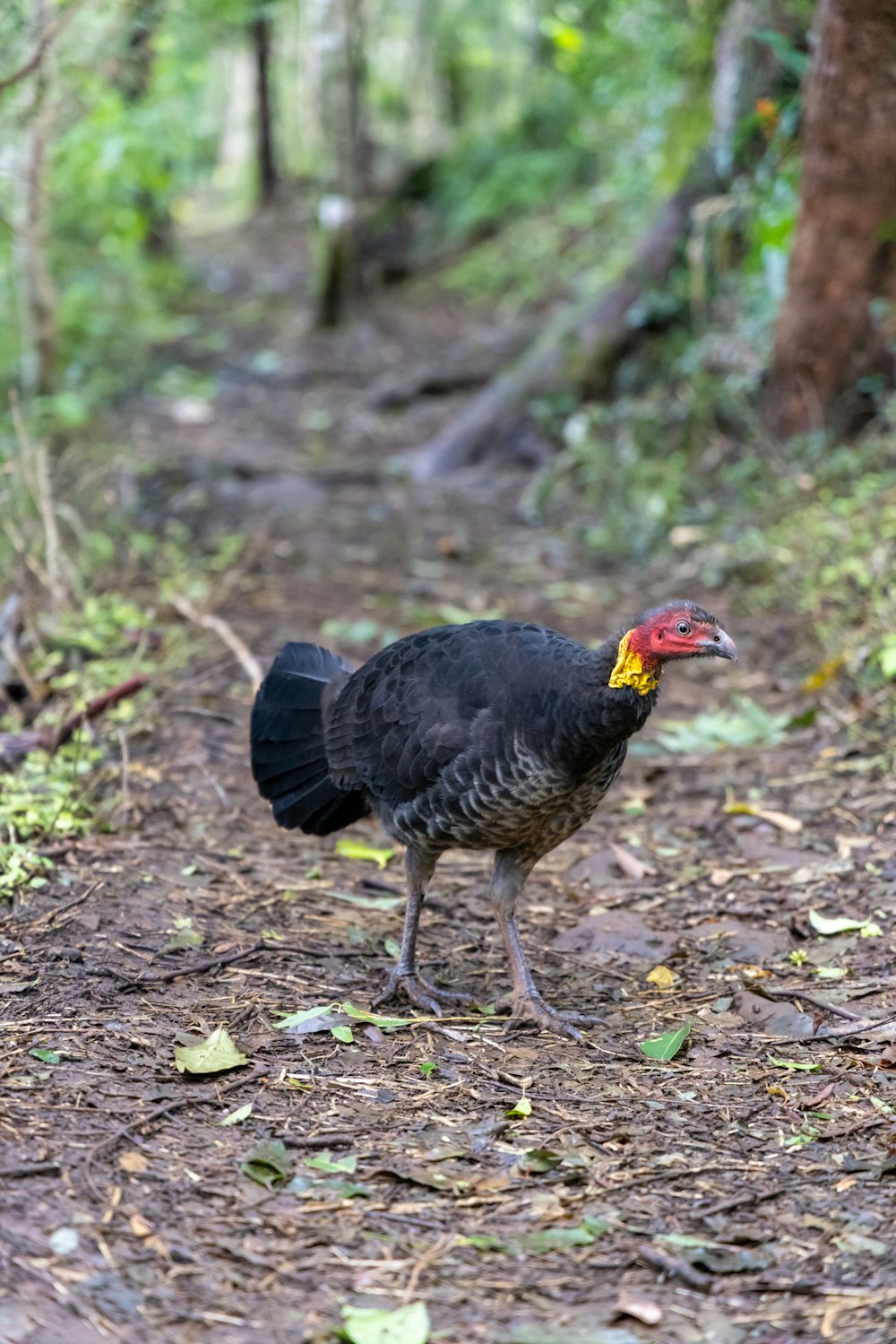 a black bird with a yellow and red head walking on a dirt path