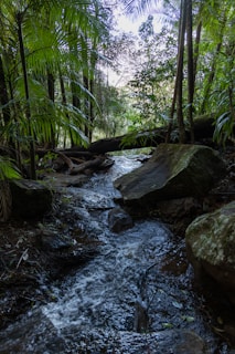 tamborine mountain: Best Day Trips from Brisbane