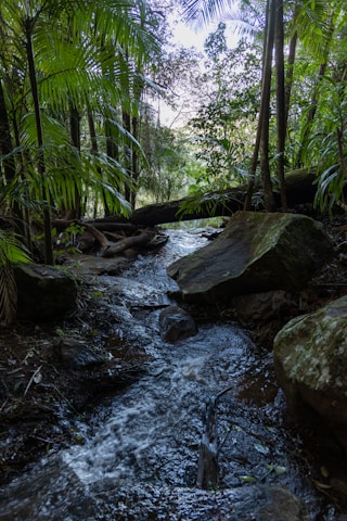 tamborine mountain: Best Day Trips from Brisbane