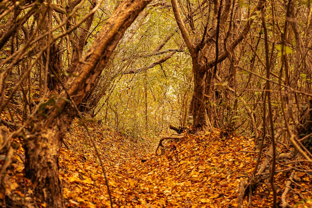 a path in the middle of a forest covered in leaves