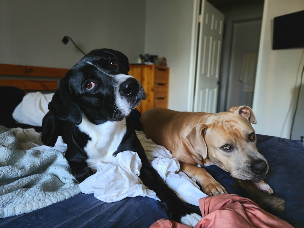 a couple of dogs laying on top of a bed