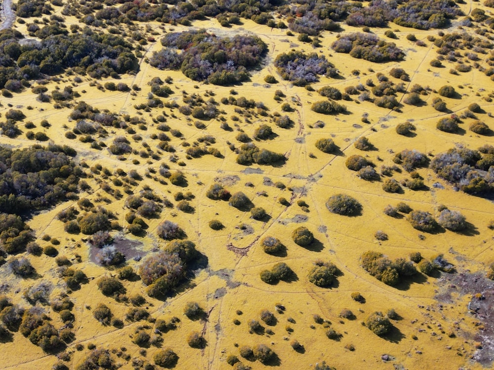 an aerial view of a yellow field with trees