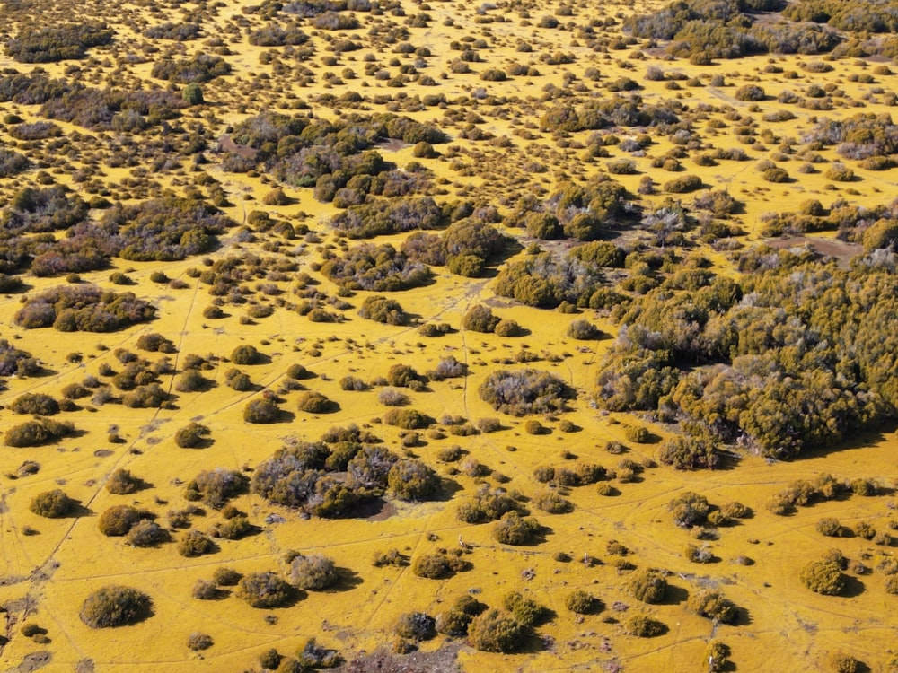 an aerial view of a yellow field with trees