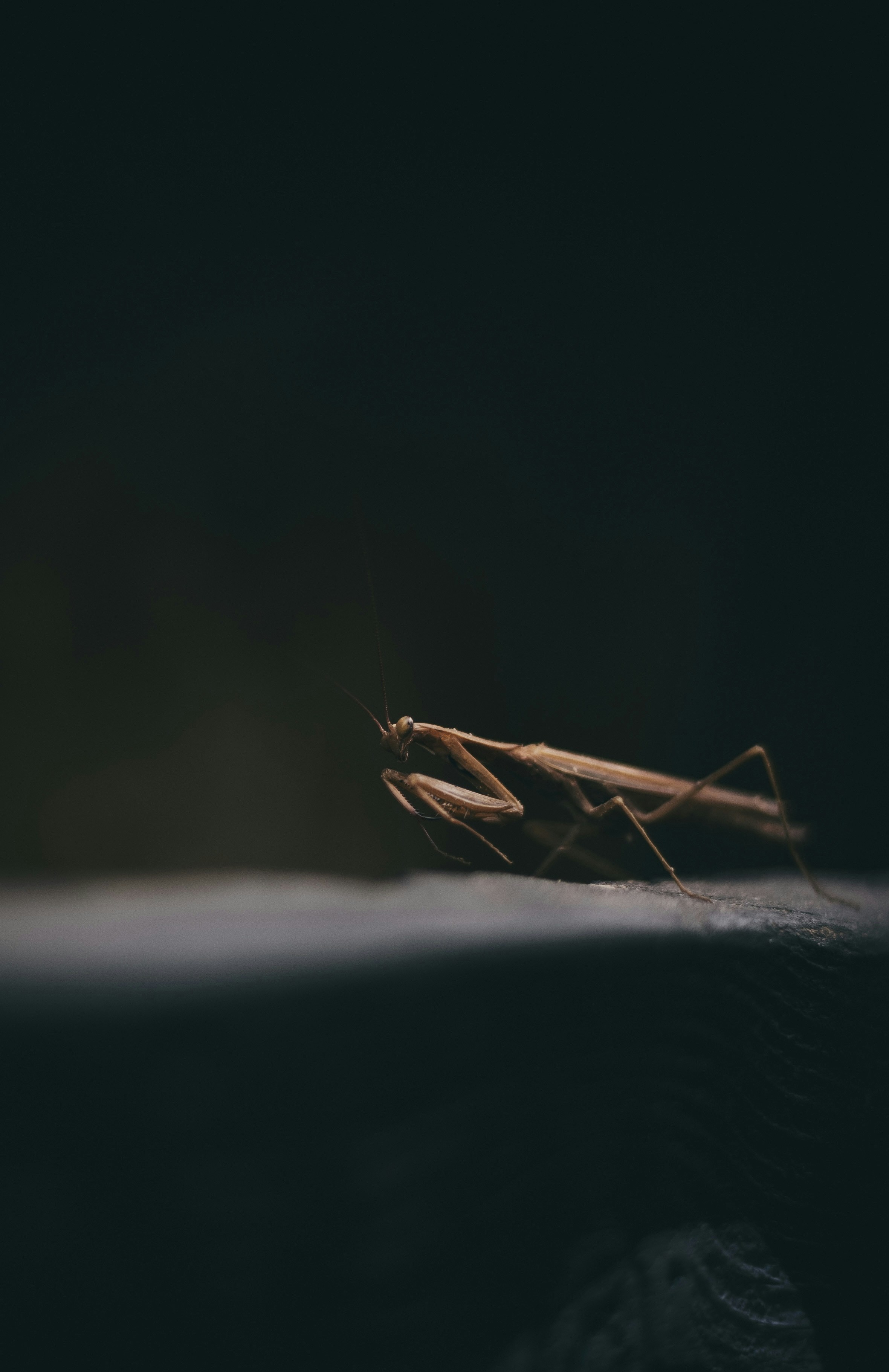 サーフェス上のバグのクローズアップ