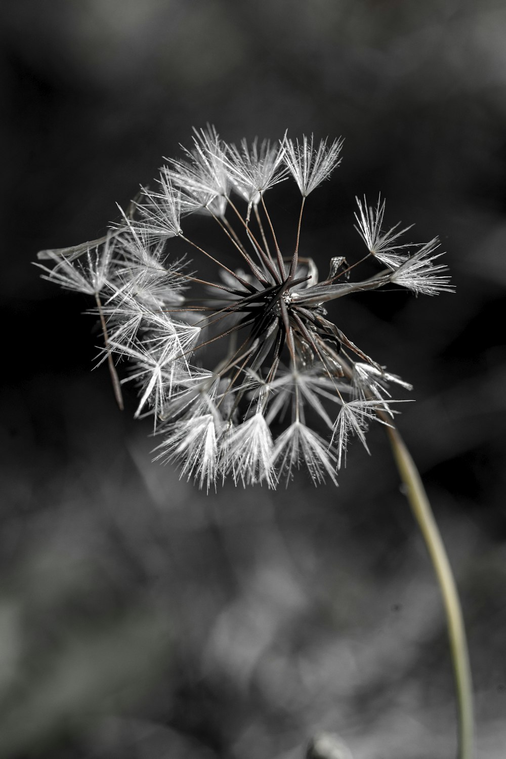 a close up of a dandelion with a blurry background