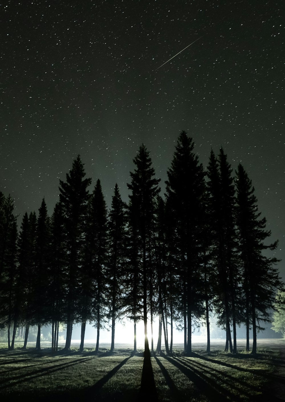 the night sky with stars and trees in the foreground