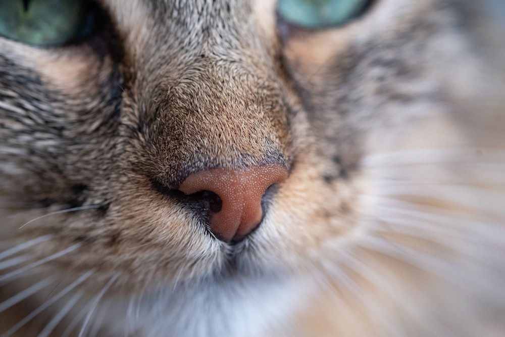 a close up of a cat's face with green eyes