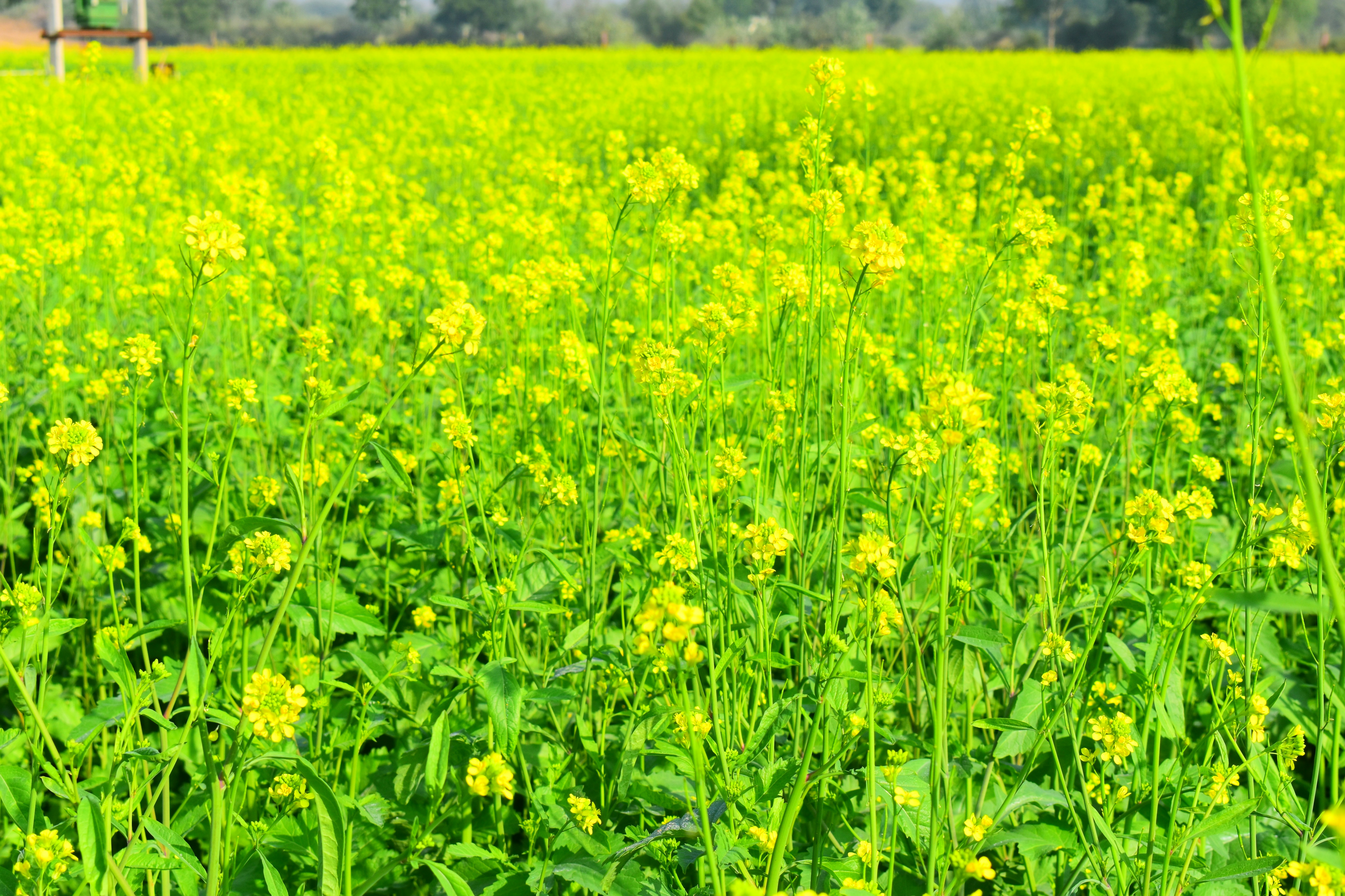 a field of yellow flowers with a stop sign in the background