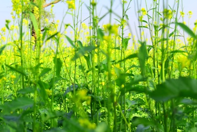 A farmer handpicking mustard seeds in a lush green field under a bright sky.