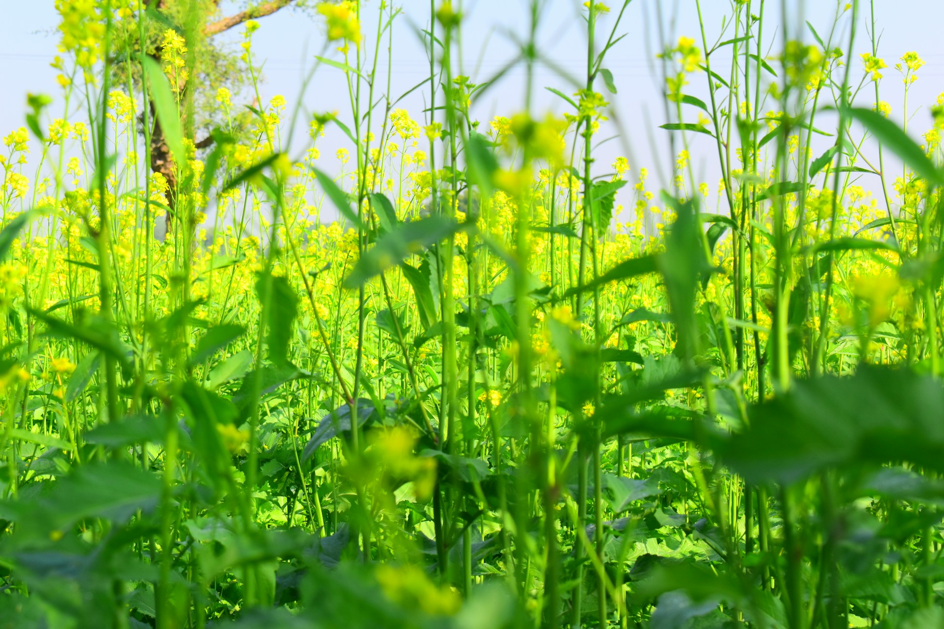 woman wearing yellow long-sleeved dress under white clouds and blue sky during daytime