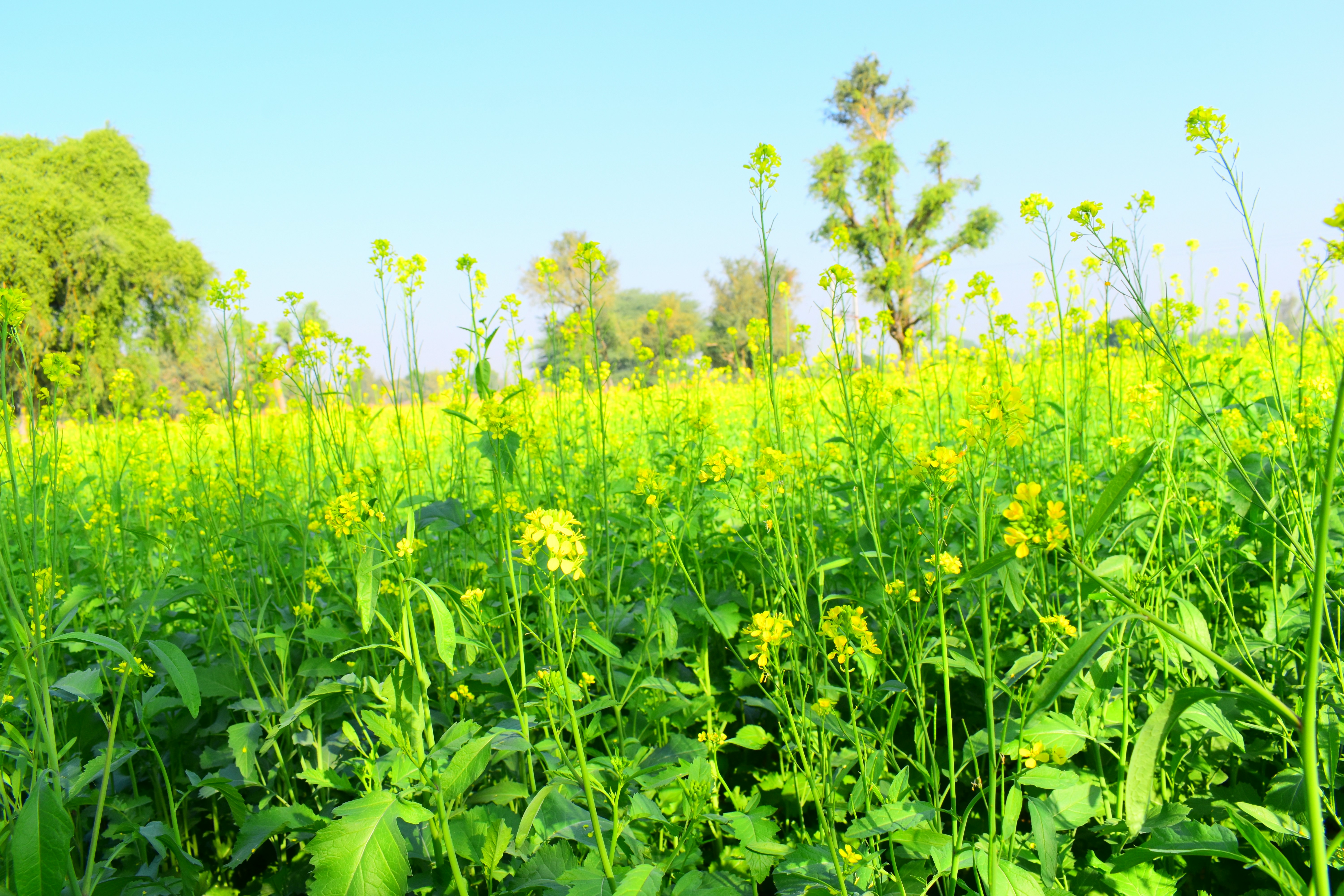 Photo by rambabu_dausaa