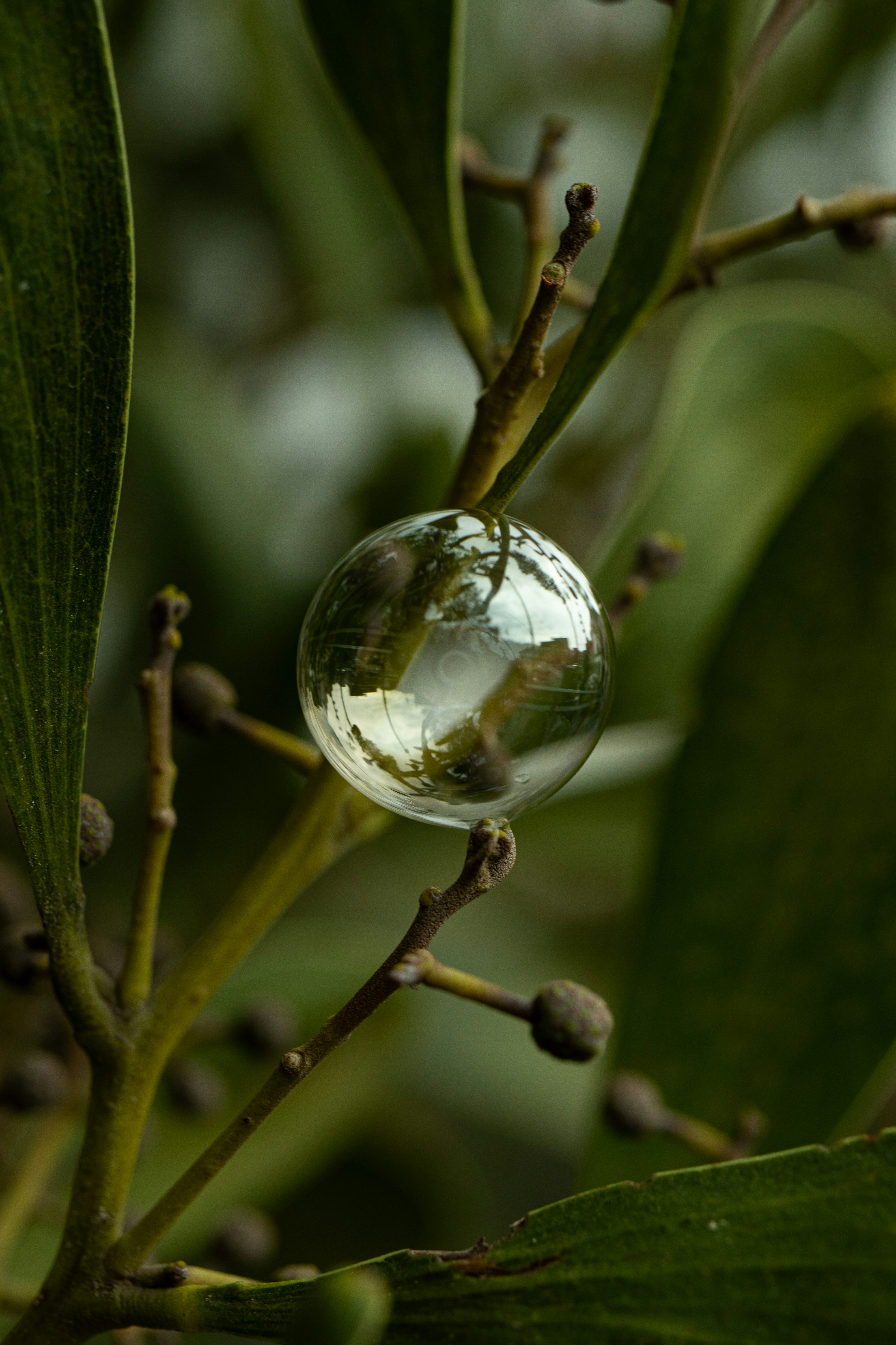 una bola de cristal colgando de la rama de un árbol