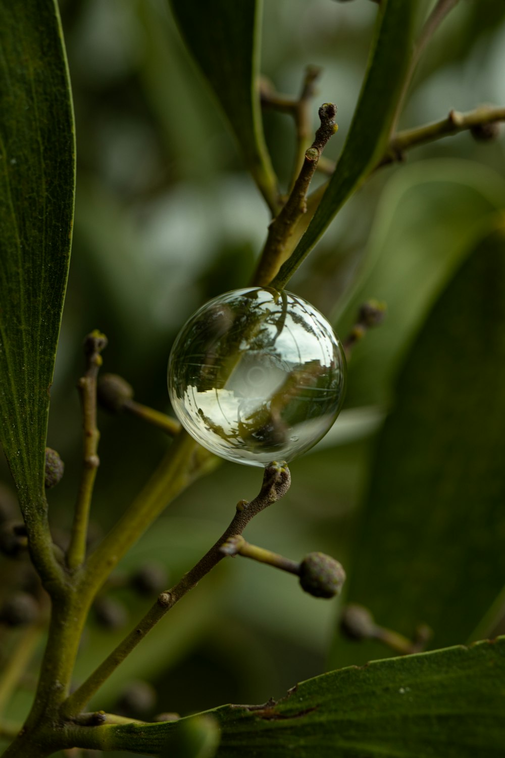 a glass ball hanging from a tree branch