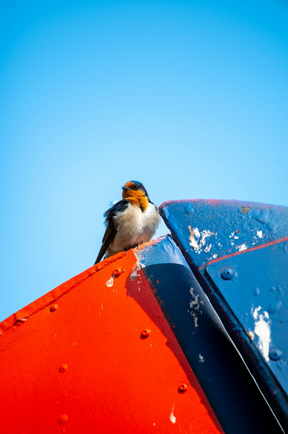 a small bird perched on top of a red and blue object