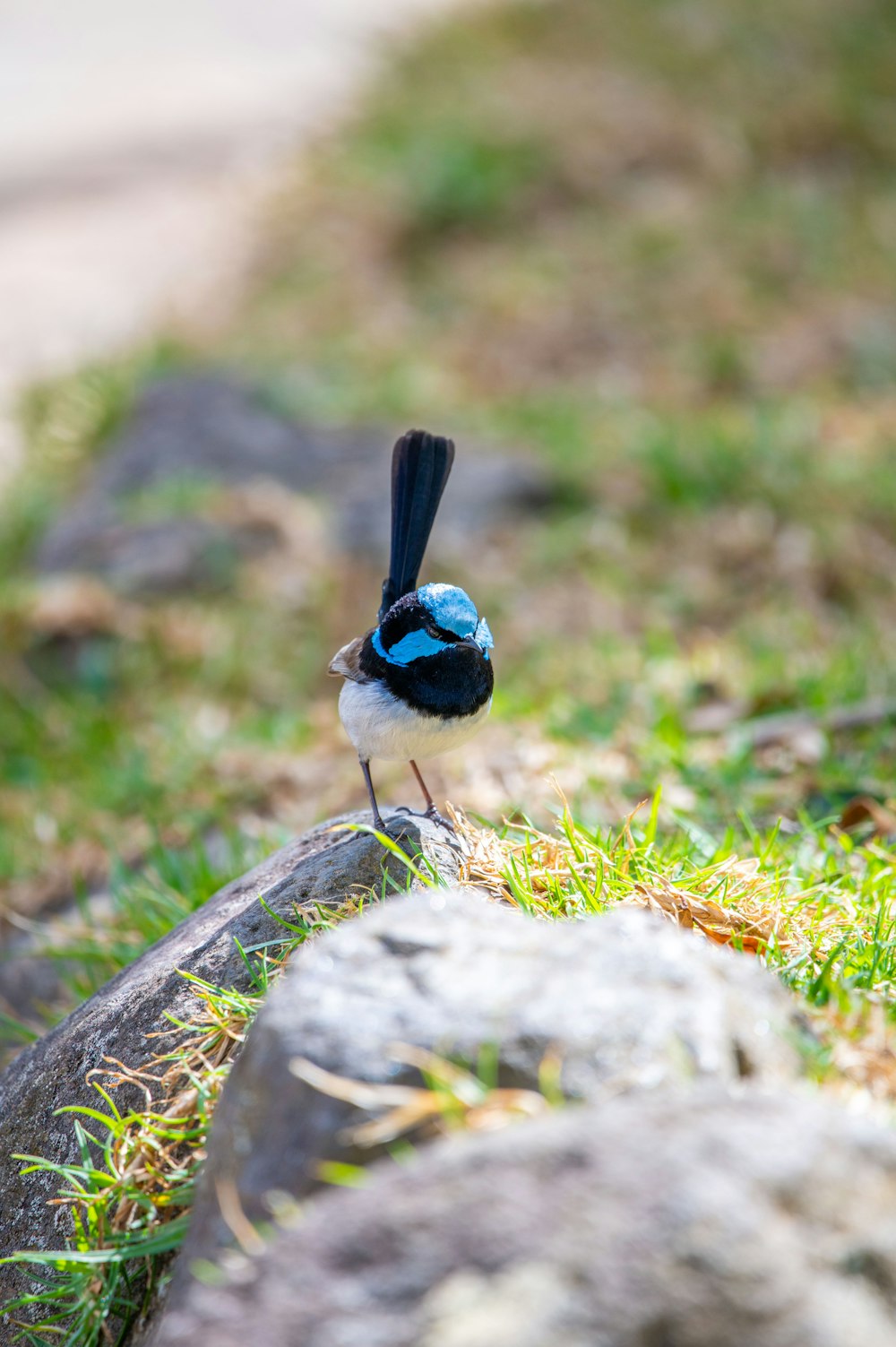 a small blue and black bird standing on a rock
