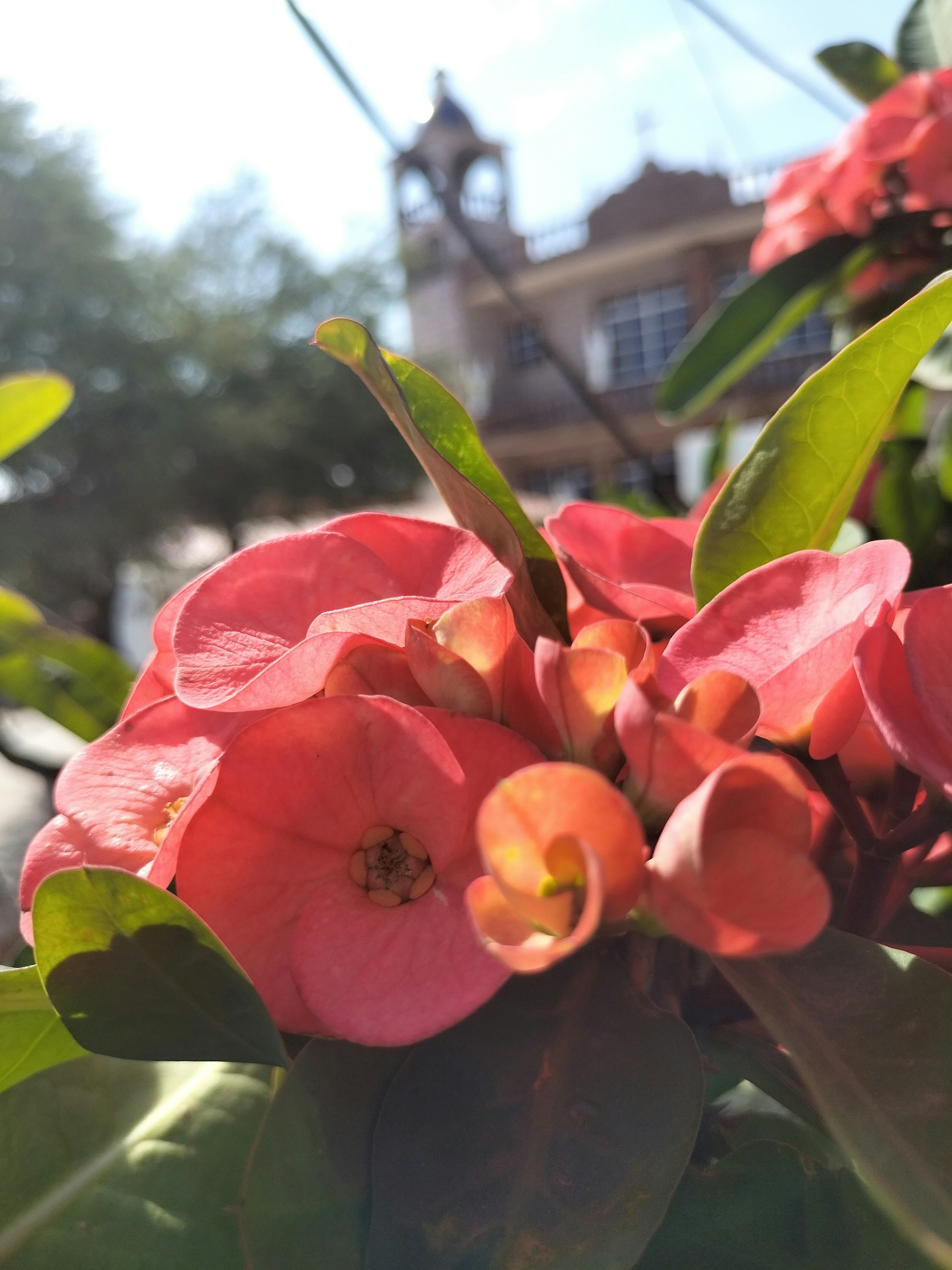 A close up of a pink flower with green leaves photo – Free Flower Image ...