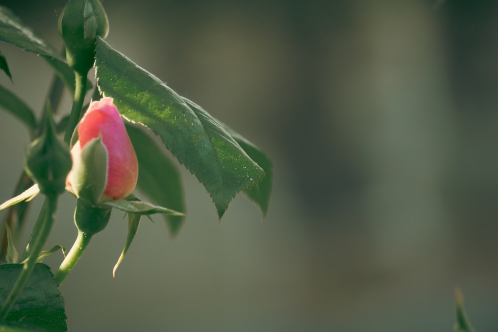 a pink flower with green leaves on a branch