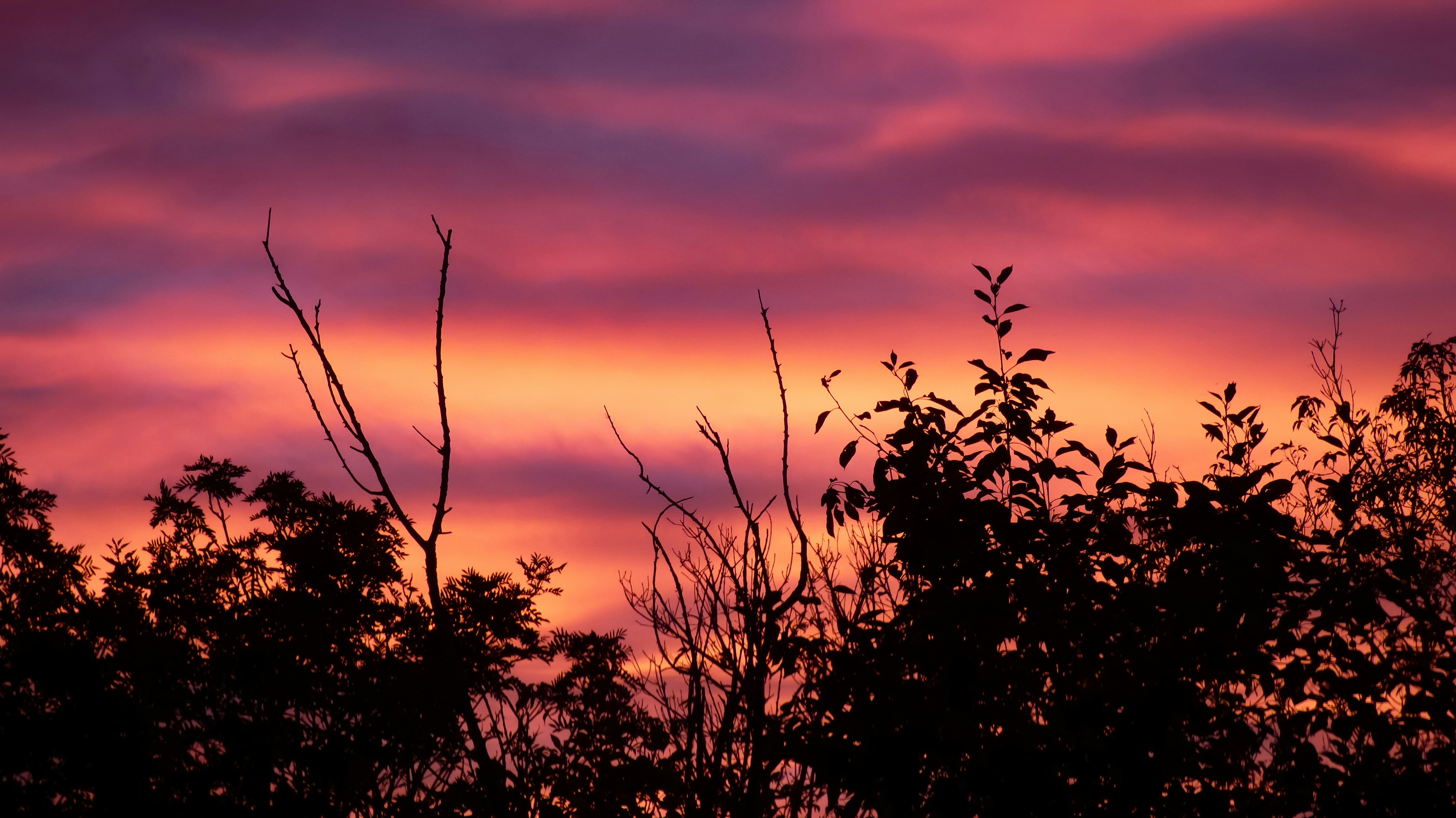 Un ciel rose et violet avec des arbres au premier plan