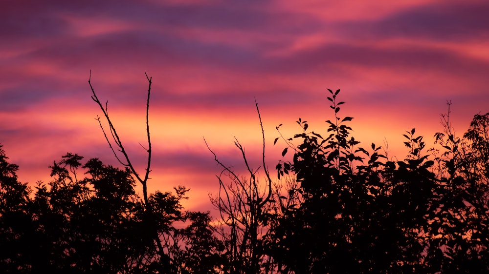 a pink and purple sky with trees in the foreground