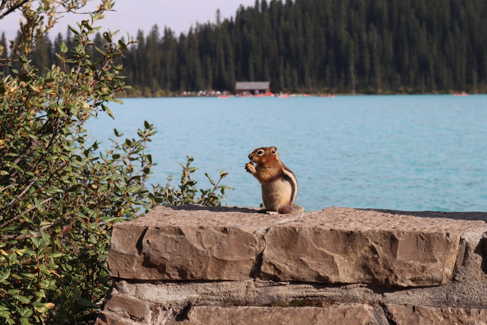 a squirrel is sitting on a rock by the water