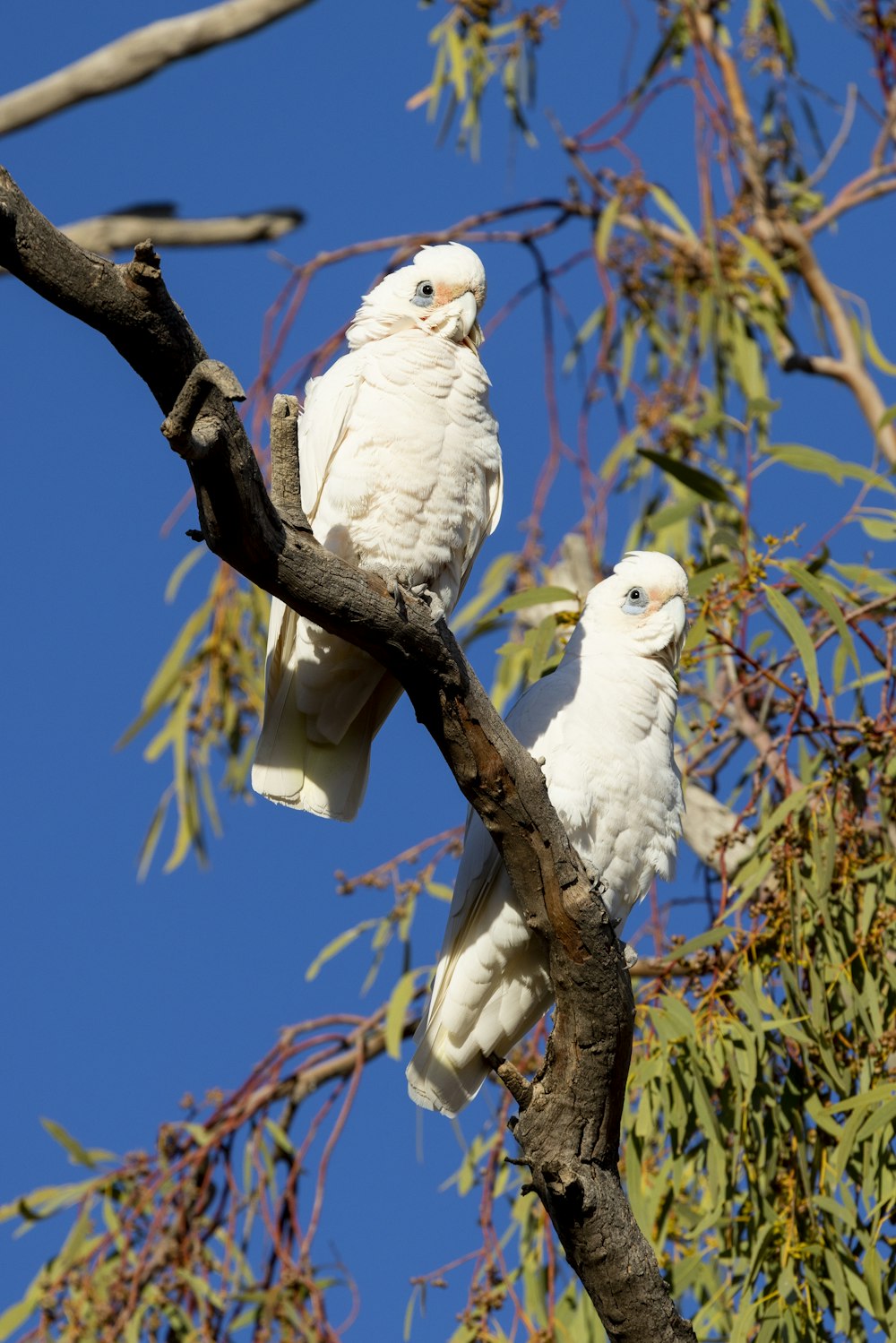 a couple of white birds perched on top of a tree branch
