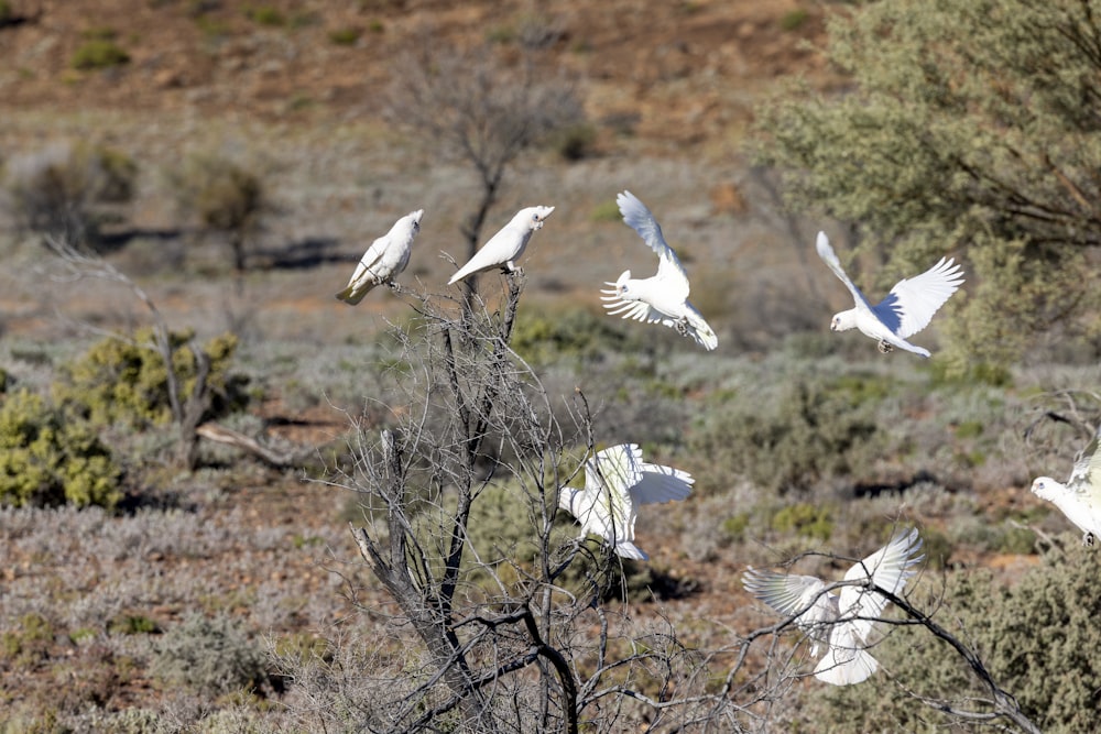 a flock of white birds flying over a dry grass covered field