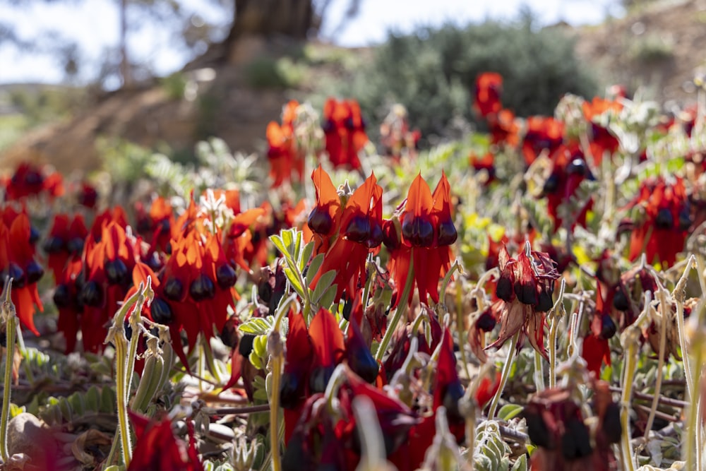 a field full of red flowers with a tree in the background