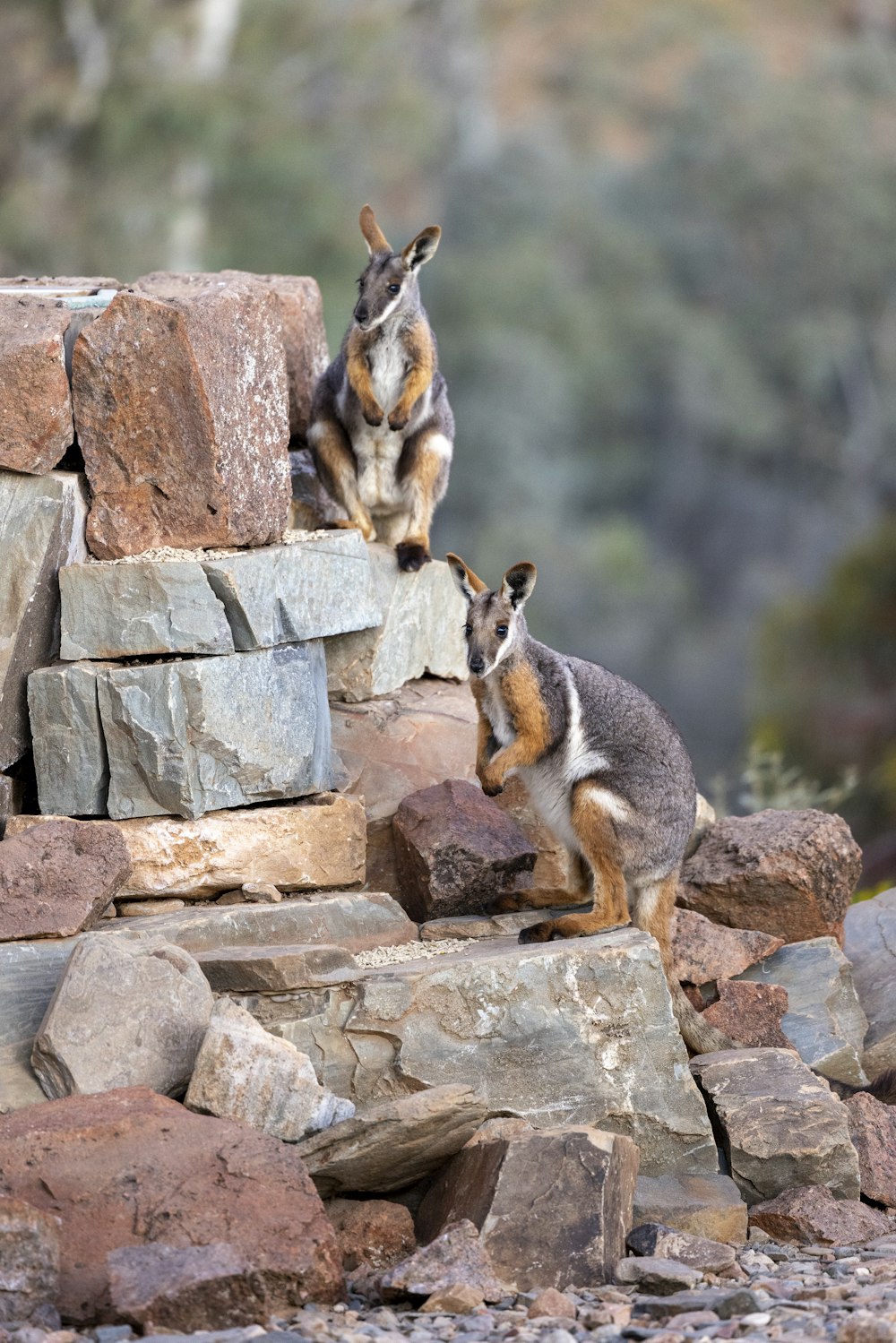a couple of kangaroos standing on top of a pile of rocks