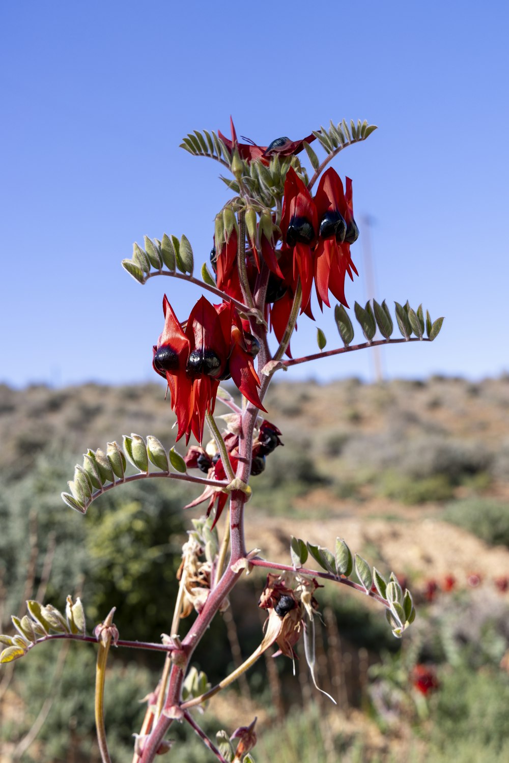 a close up of a plant with red flowers