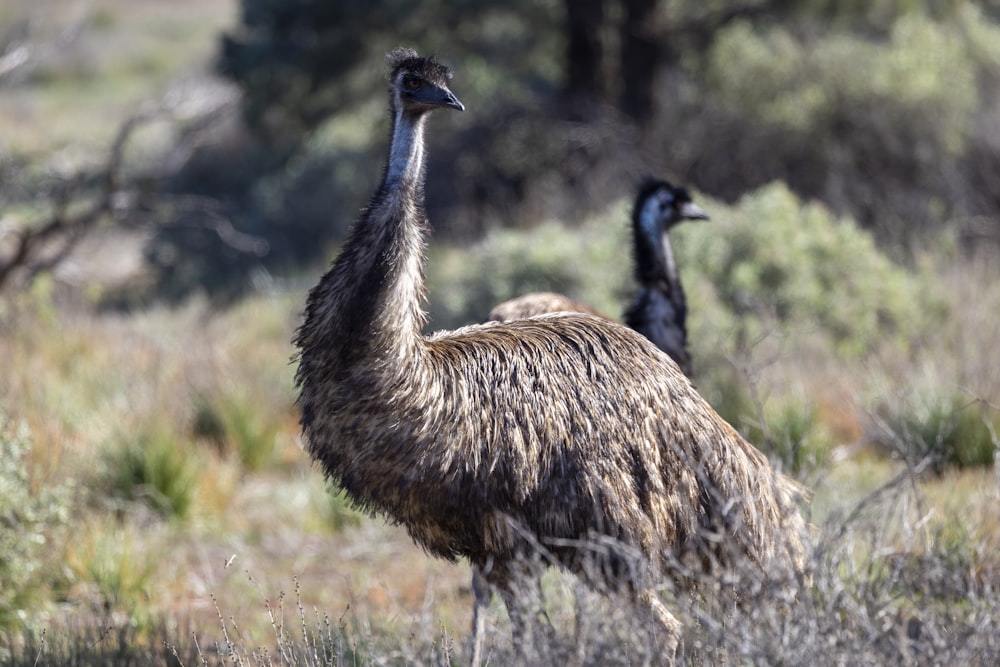 an ostrich and a black bird in a field