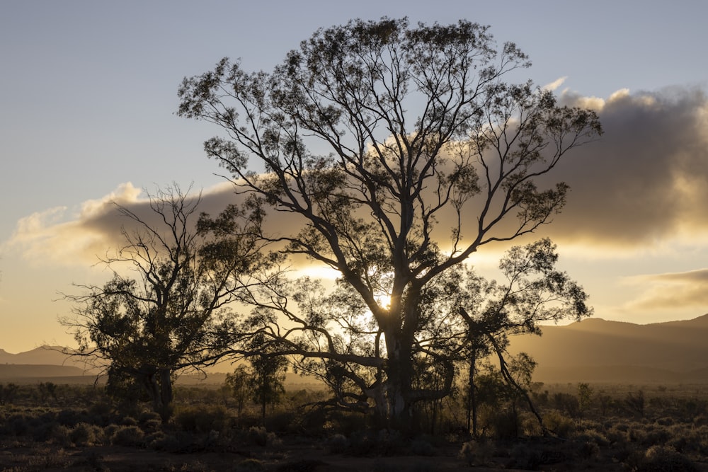 the sun is setting behind a tree in the desert