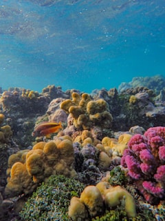 Close-up of colorful tropical fish and coral formations illuminated by underwater sunlight.
