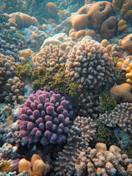 A vibrant underwater scene filled with various types of coral formations. Rich textures and patterns dominate the foreground, with a mix of purple, orange, and brown corals. Some corals have a branching structure, while others are more rounded, creating a diverse and lively ecosystem. Soft lighting from above creates a calming effect, highlighting the natural beauty of the marine environment.