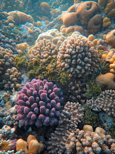 A vibrant underwater scene filled with various types of coral formations. Rich textures and patterns dominate the foreground, with a mix of purple, orange, and brown corals. Some corals have a branching structure, while others are more rounded, creating a diverse and lively ecosystem. Soft lighting from above creates a calming effect, highlighting the natural beauty of the marine environment.