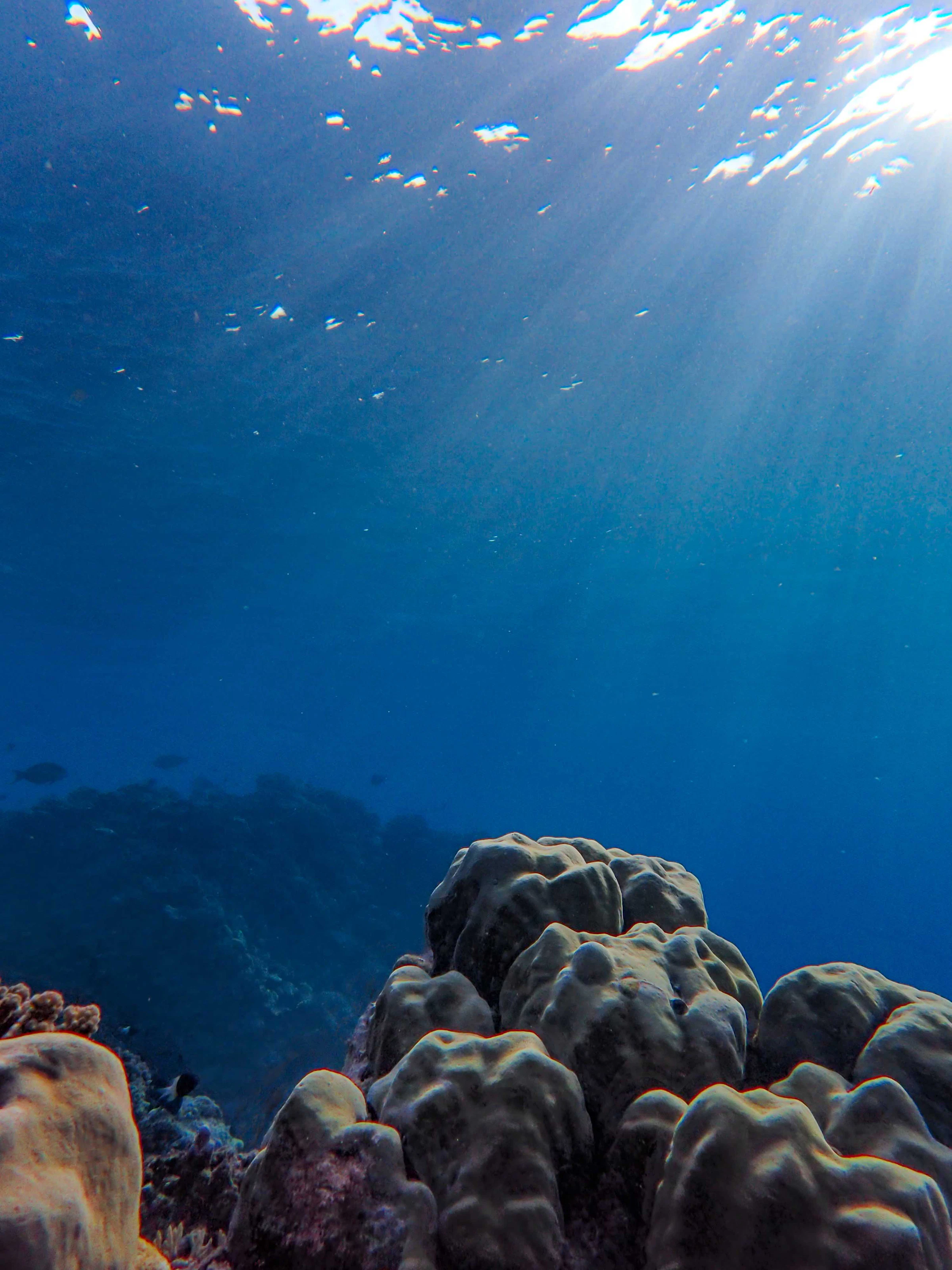 Open blue water above a living coral reef