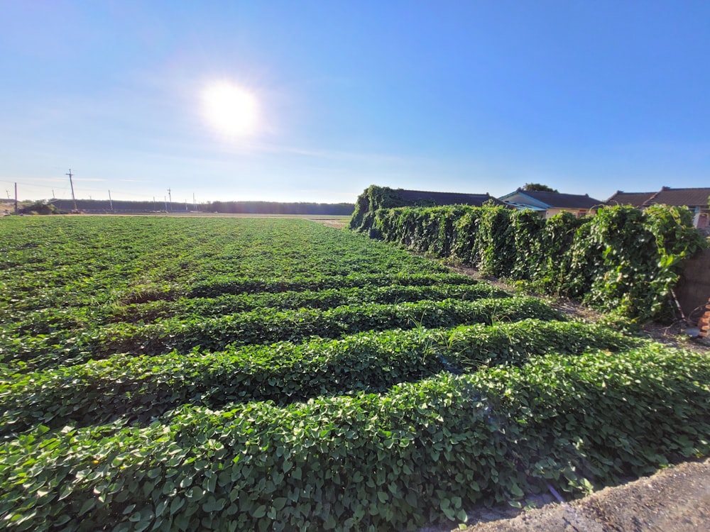 a large field of green plants next to a house