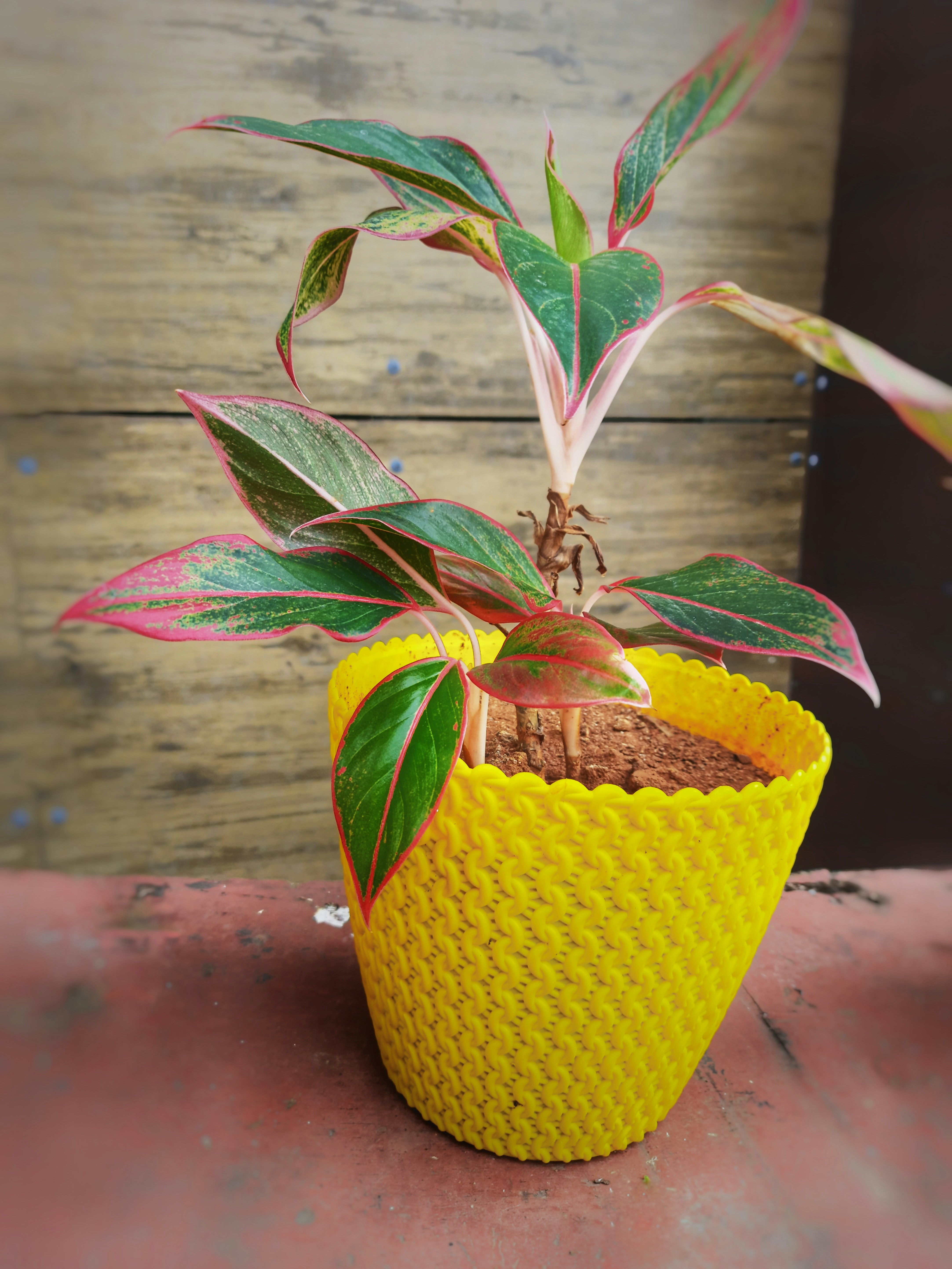 a small potted plant sitting on top of a table