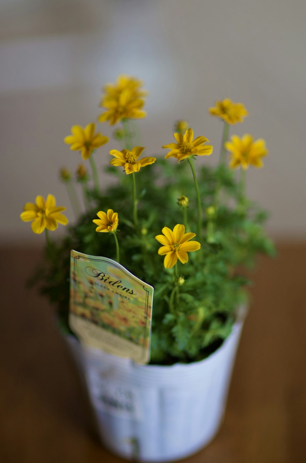 una planta en maceta con flores amarillas sobre una mesa