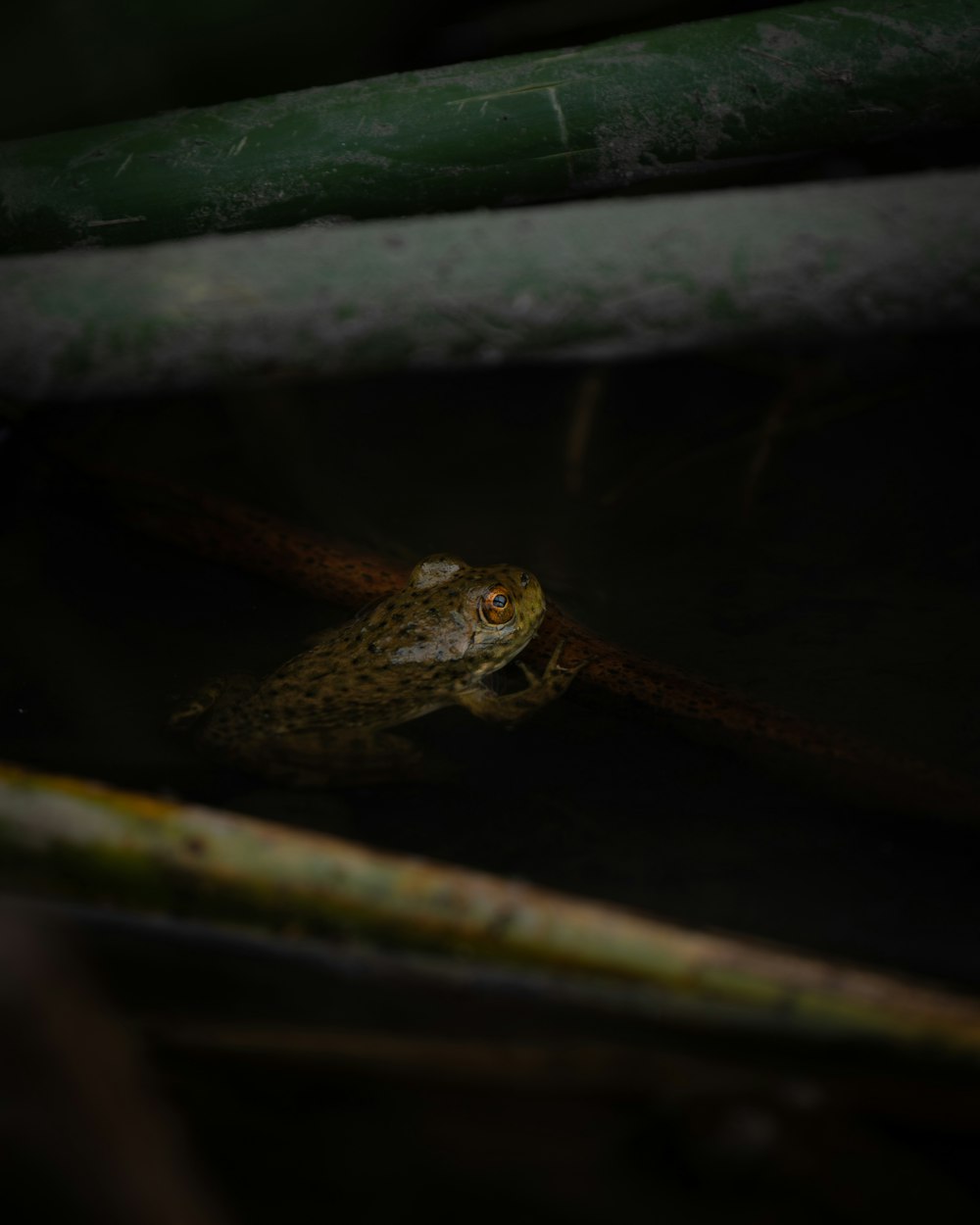 a frog sitting on top of a leaf covered ground